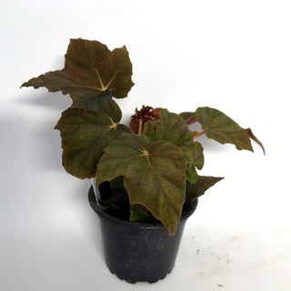 Begonia 'Chocolate Martini'