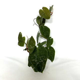 Z-3214 - Philodendron aff. brandtianum (Shingling Form)