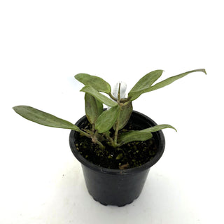 Hoya 'Silver Lady Dy'