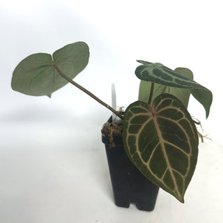 Anthurium magnificum x 'Wonder Boy'