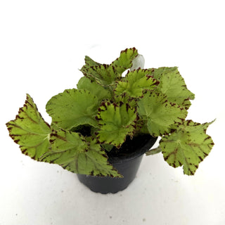 Begonia 'Golden Swallowtail'