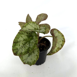 Begonia 'Elephant Ear'