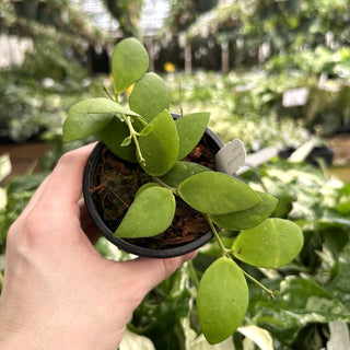 Hoya myrmecopa