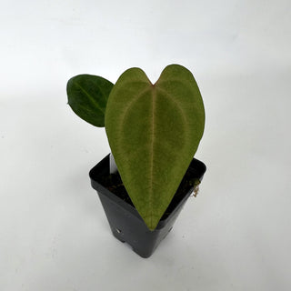 Anthurium 'Doc Block F2' x 'Prince of Darkness'