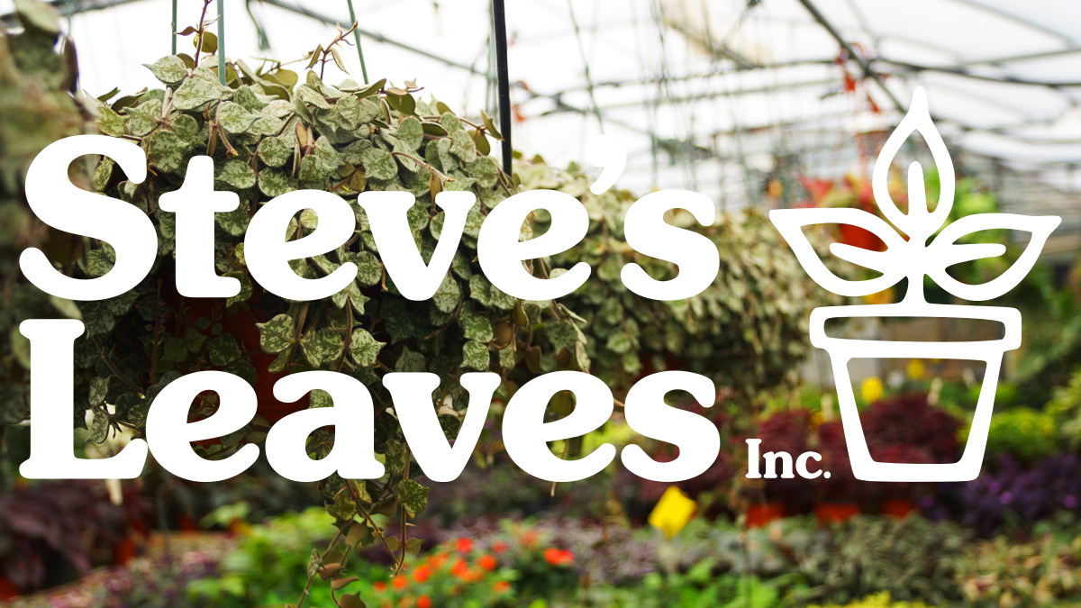 Steve's Leaves logo