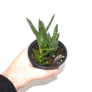 Gasterhaworthia 'Royal Highness'
