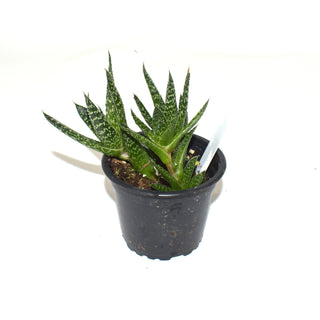 Gasterhaworthia 'Royal Highness'