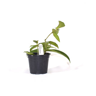 Hoya archiboldiana