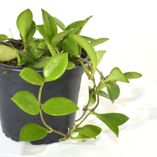 Hoya bilobata