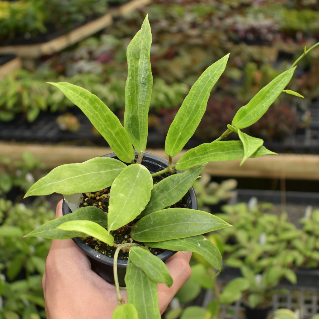 Hoya blashernaezii