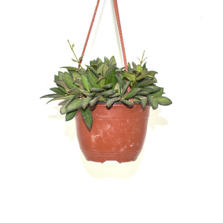 Hoya burtoniae - 6" HB