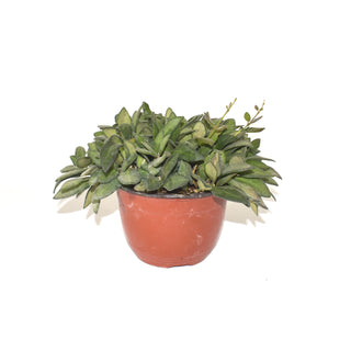 Hoya burtoniae - 6" HB