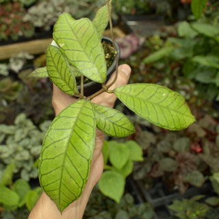 Hoya sp. Gunung Gading