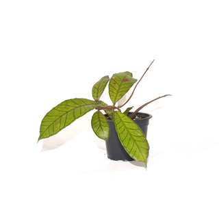 Hoya sp. Gunung Gading