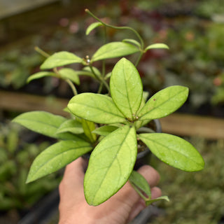 Hoya hainanensis