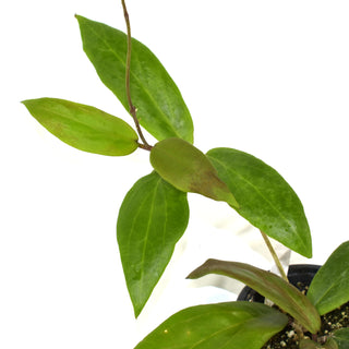 Hoya ilagiorum