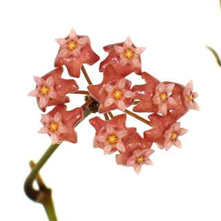 Hoya ilagiorum