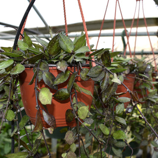 Hoya krohniana "Black" - 6" Hanging Basket