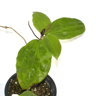 Hoya pentaphlebia