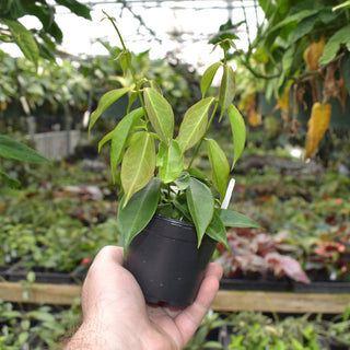 Hoya rubida