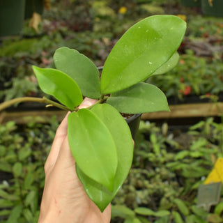 Hoya skinneriana