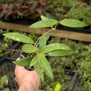 Hoya sp. Loei Province