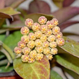 Hoya 'Sunrise'