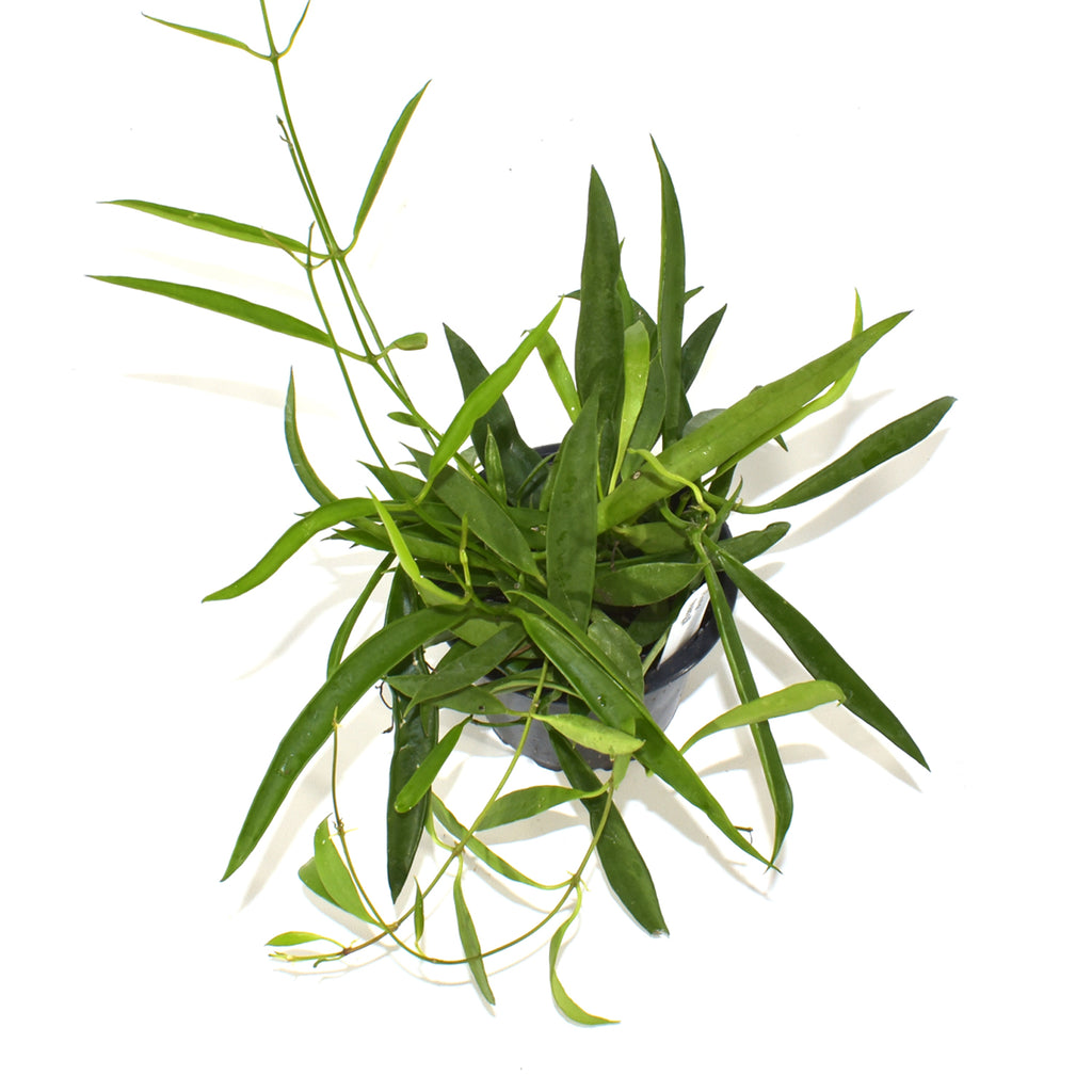 dischidia hanging plants Dischidia Parasitica | Easy Growing Hanging Basket Plant