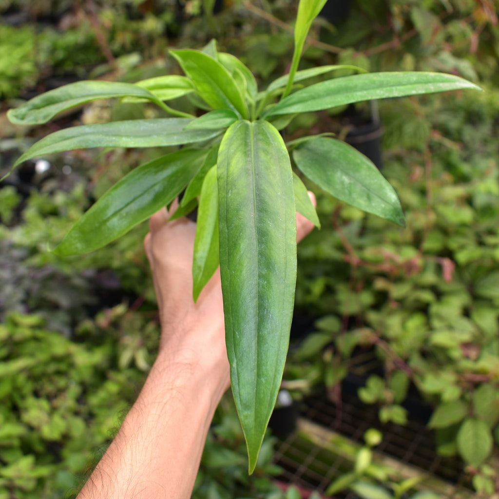 anthurium bakeri mature Anthurium bakeri