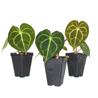 Anthurium clarinervium x 'Ace of Spades'