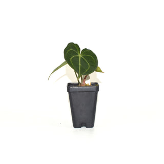 Anthurium clarinervium x 'Ace of Spades'