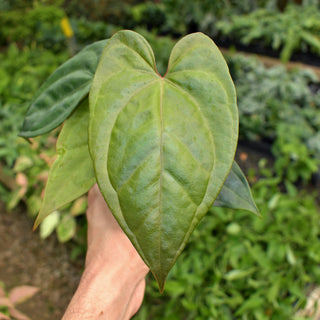 Anthurium crystallinum/magnificum x nigrolaminum 'Gigi'