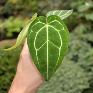Anthurium crystallinum/magnificum x crystallinum