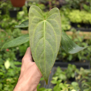 Anthurium crystallinum x nigrolaminum 'Gigi'