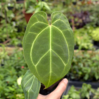 Anthurium 'Doc Block F2' x crystallinum