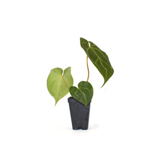 Anthurium 'Doc Block F2' x crystallinum