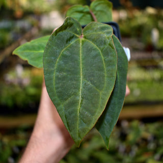 Anthurium forgetii/'Ace of Spades' x 'Zara'