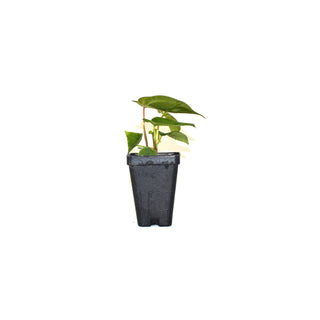 Anthurium forgetii/'Ace of Spades' x 'Zara'