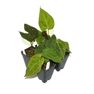 Anthurium forgetii/'Ace of Spades' x 'Zara'