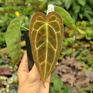 Anthurium forgetii x crystallinum