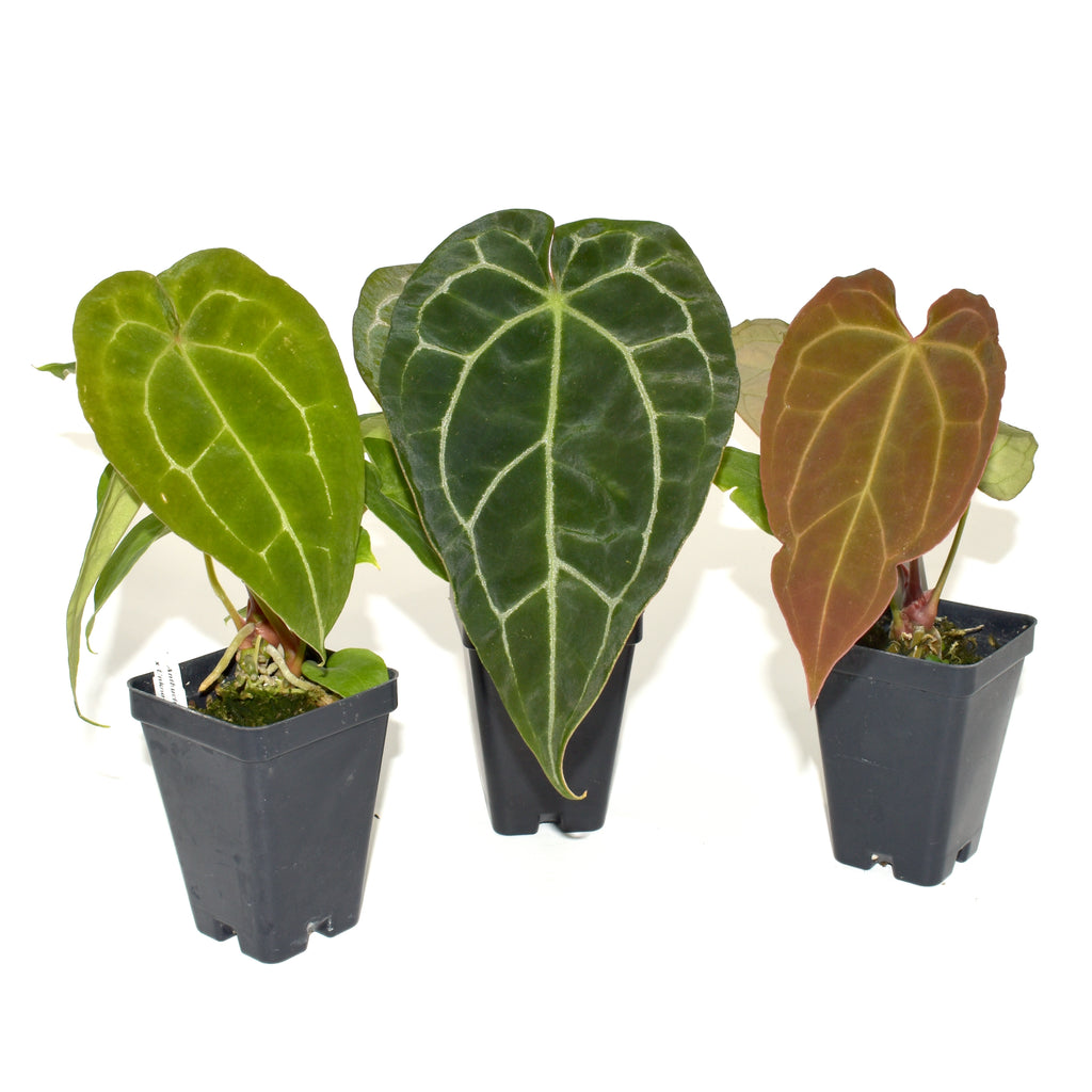 ace of hearts anthurium Anthurium forgetii/'Ace of Spades' x Unknown – Steve's Leaves