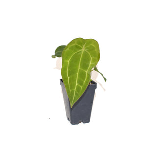 Anthurium forgetii/'Ace of Spades' x Unknown