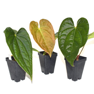 Anthurium 'Jungle Giant' x luxurians - 3.5" Pot
