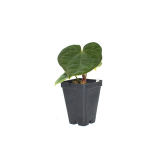 Anthurium 'Jungle Giant' x luxurians - 3.5" Pot
