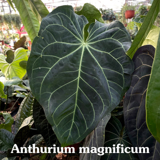 Anthurium crystallinum/magnificum x nigrolaminum 'Gigi'