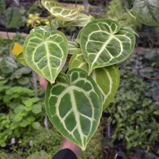 Anthurium 'Silver Blush' x forgetii/'Ace of Spades'