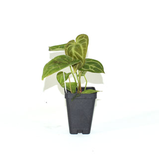 Anthurium 'Silver Blush' x forgetii/'Ace of Spades'