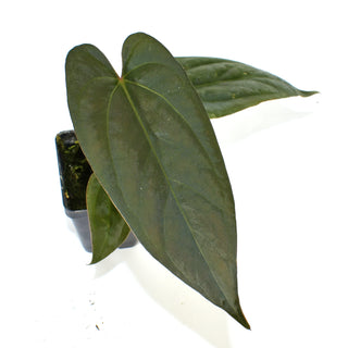Anthurium 'Wuhoo's First Night' x nigrolaminum 'Gigi'