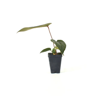 Anthurium 'Wuhoo's First Night' x nigrolaminum 'Gigi'