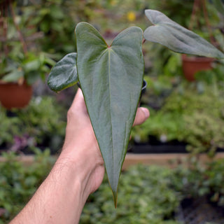 Anthurium 'Wuhoo's First Night' x nigrolaminum 'Gigi'